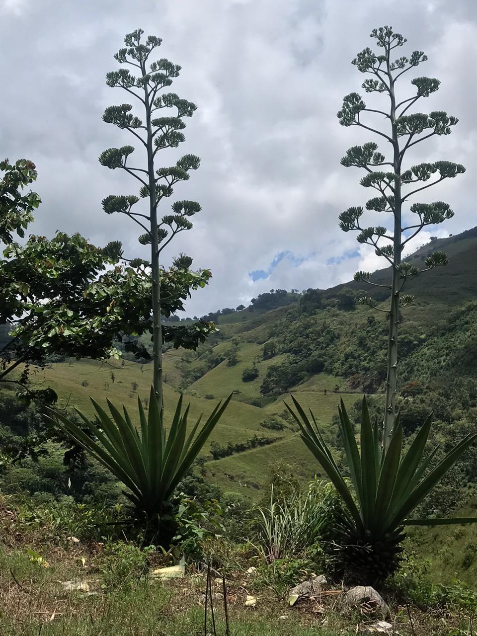 'Plantas de Agave'