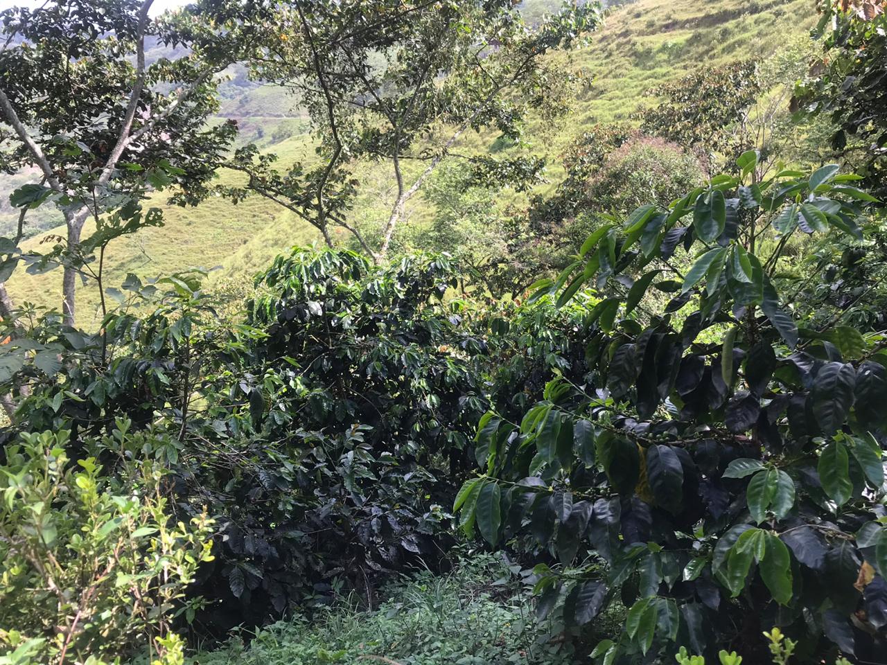 'Plantas de Cafe'