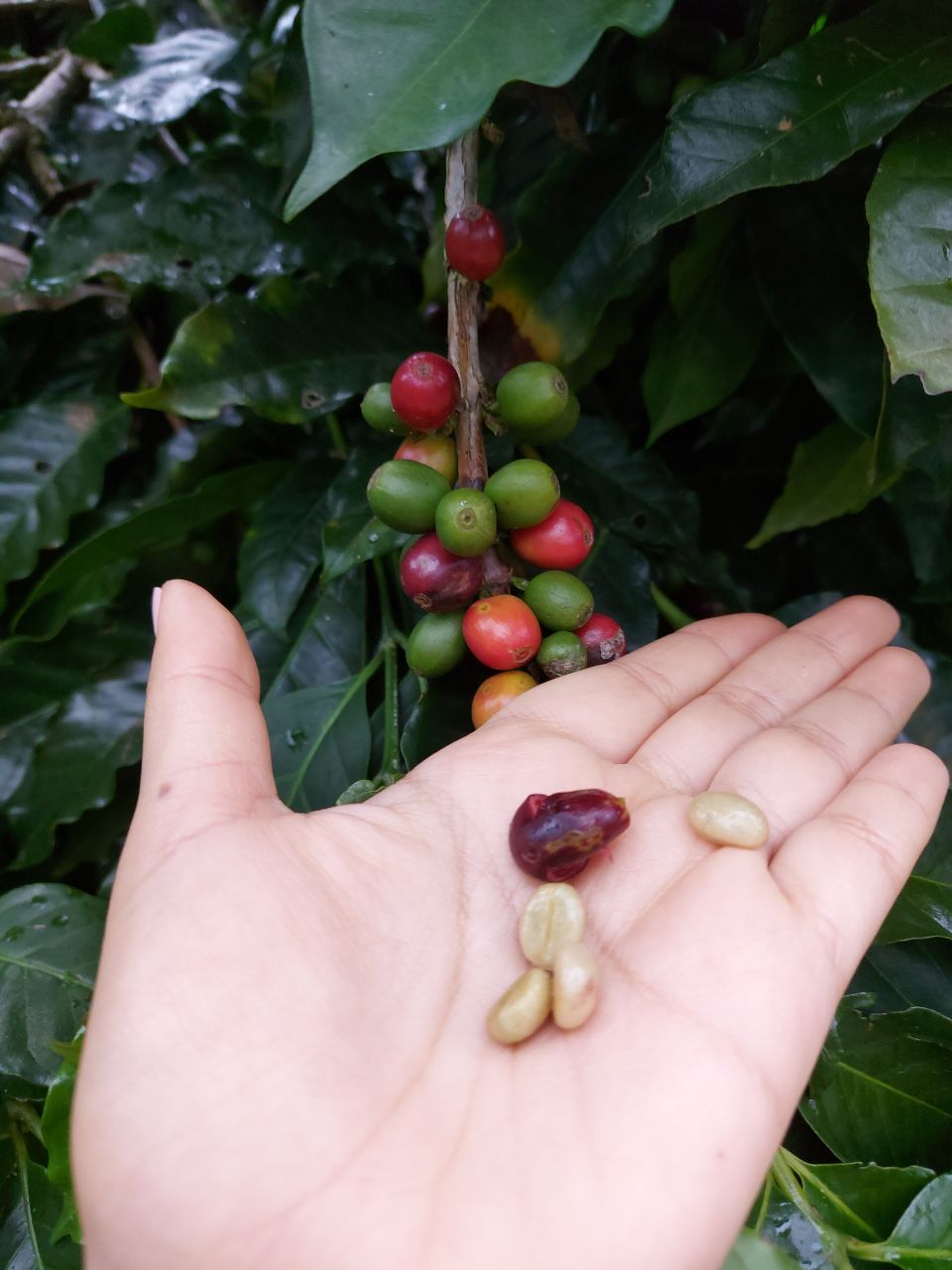 Semilla de café